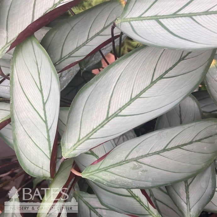 10p! Calathea Setosa / Ctenanthe Setosa /Tropical