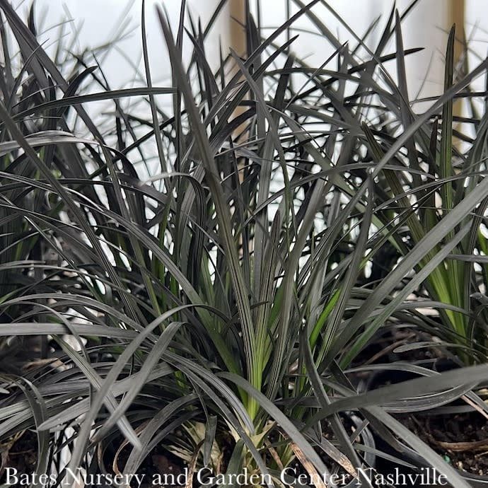 #1 Ophiopogon plan Blackbeard/ Black Mondo Grass