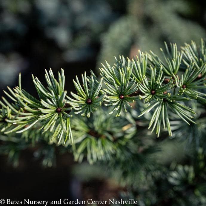 #10 Cedrus atl Glauca/ Blue Atlas Cedar