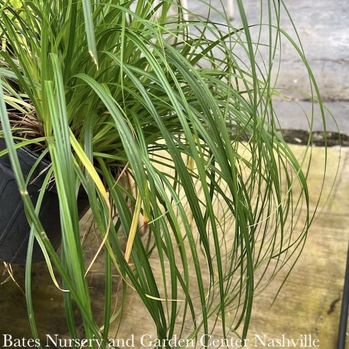 #1 Grass Carex x Ribbon Falls/ Sedge