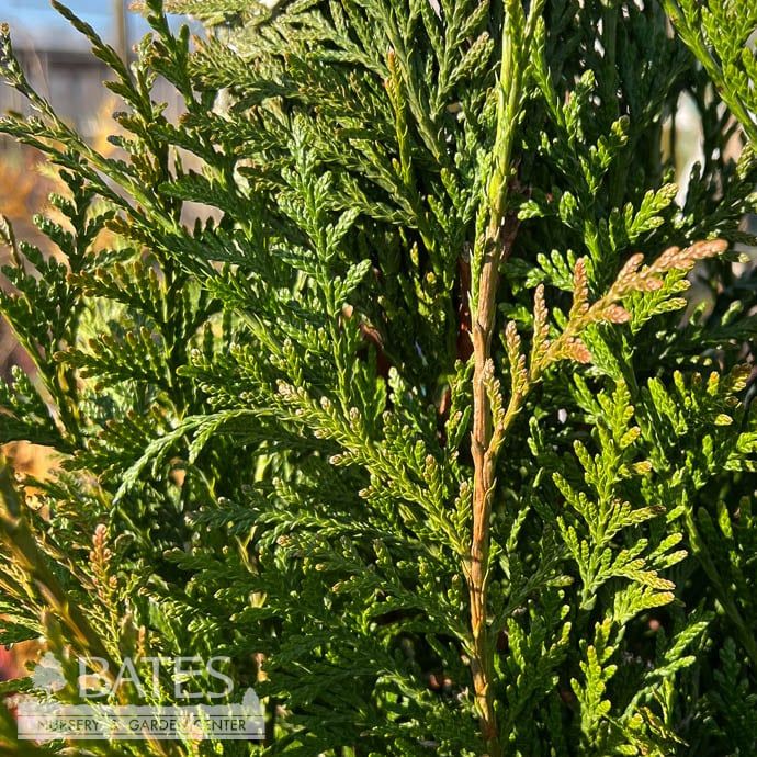 #6 Thuja plicata Hogan/ Western Arborvitae