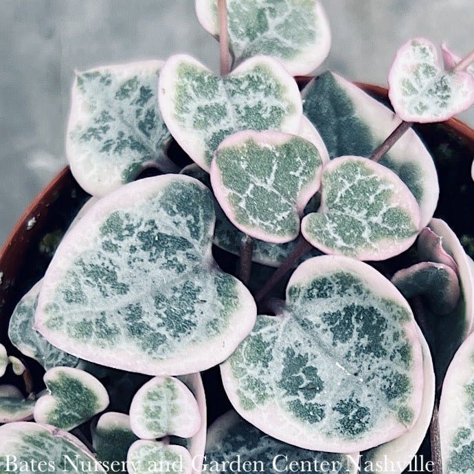 3p! Ceropegia woodii VARIEGATED /String of Hearts Succulent /Tropical