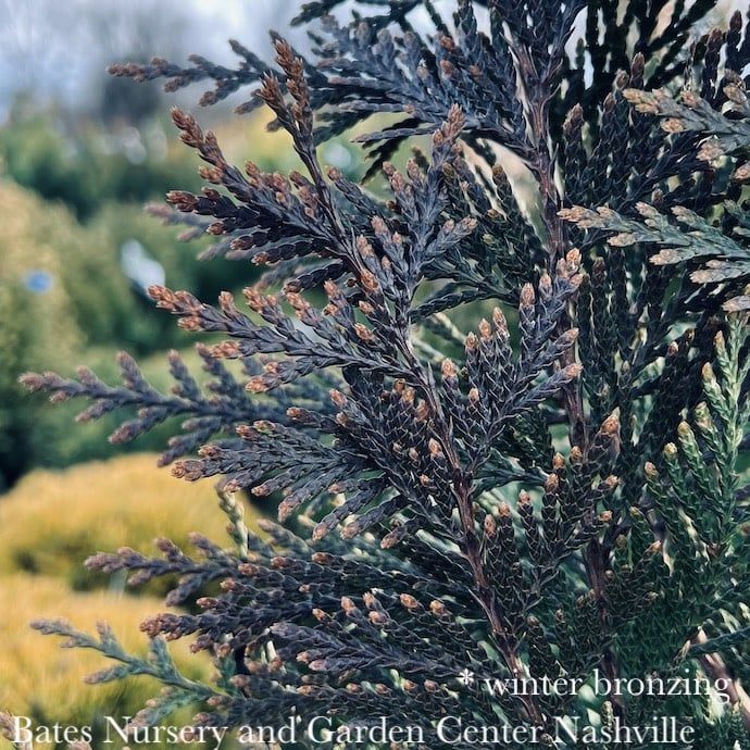 #3 Thuja plicata SL Green Valley/ Pyramidal Arborvitae