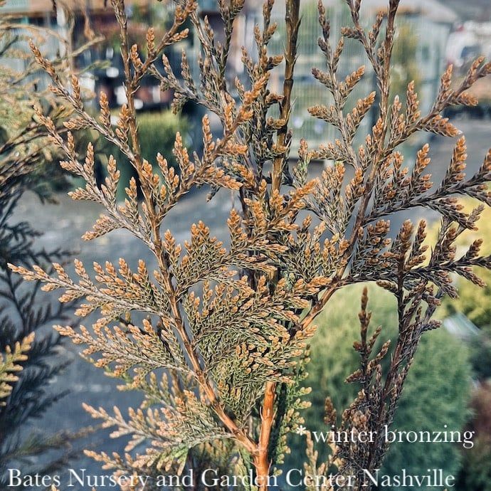 #3 Thuja plicata SL Green Valley/ Pyramidal Arborvitae