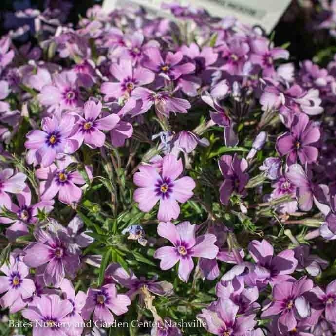 #1 Phlox sub Eye Shadow/ Purple Creeping Native (TN)