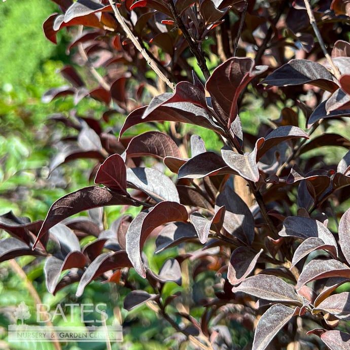 #7 STD Lagerstroemia FE Lunar Magic/ White, Dark Leaves Semi-dwarf Crape Myrtle