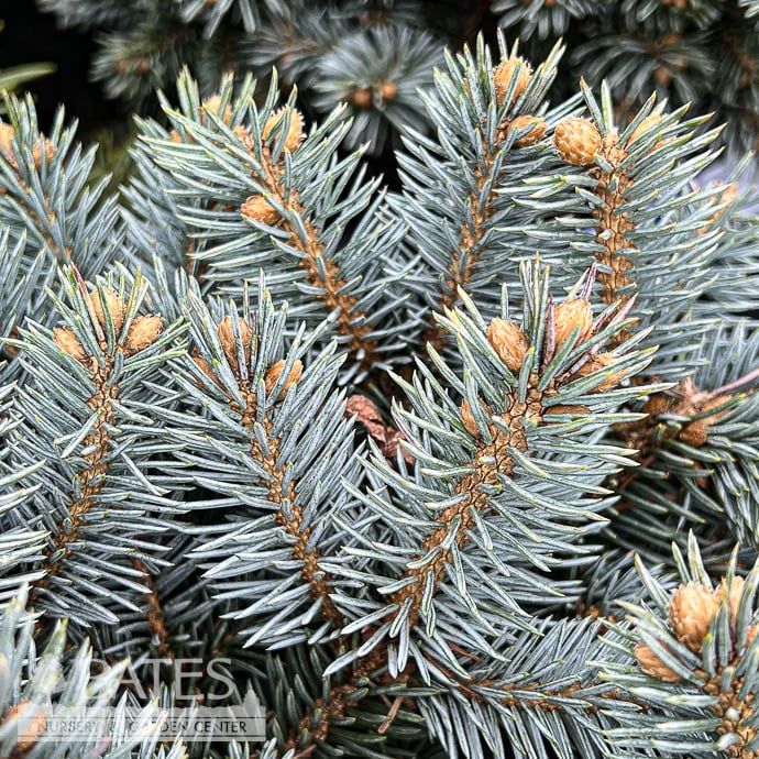 #6 Picea pun Moonstone/ Dwarf Globe Blue Spruce