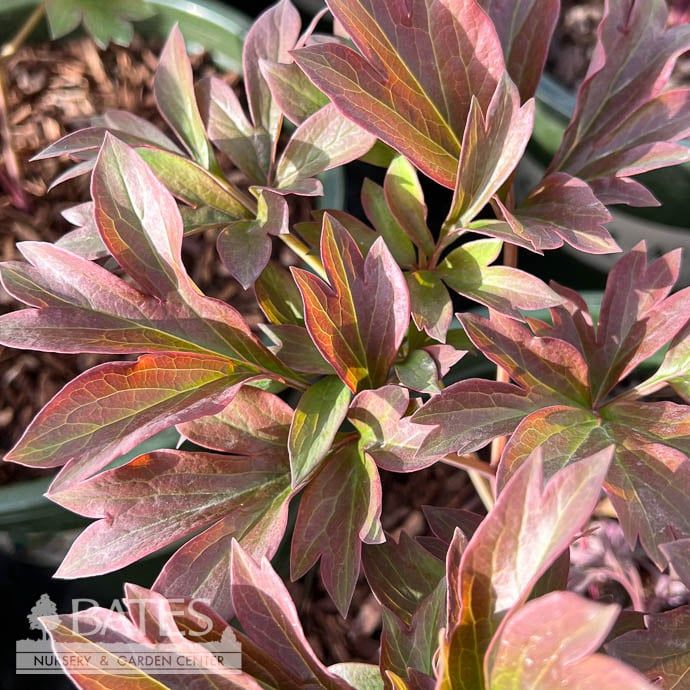 #5 Paeonia Garden Candy &#39;Strawberry Swirl&#39;/ Pink Itoh Peony