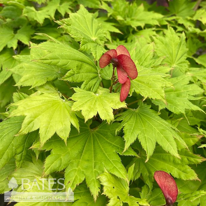 Topiary Patio Tree #5 Acer shir Aureum/ Golden Fullmoon Maple
