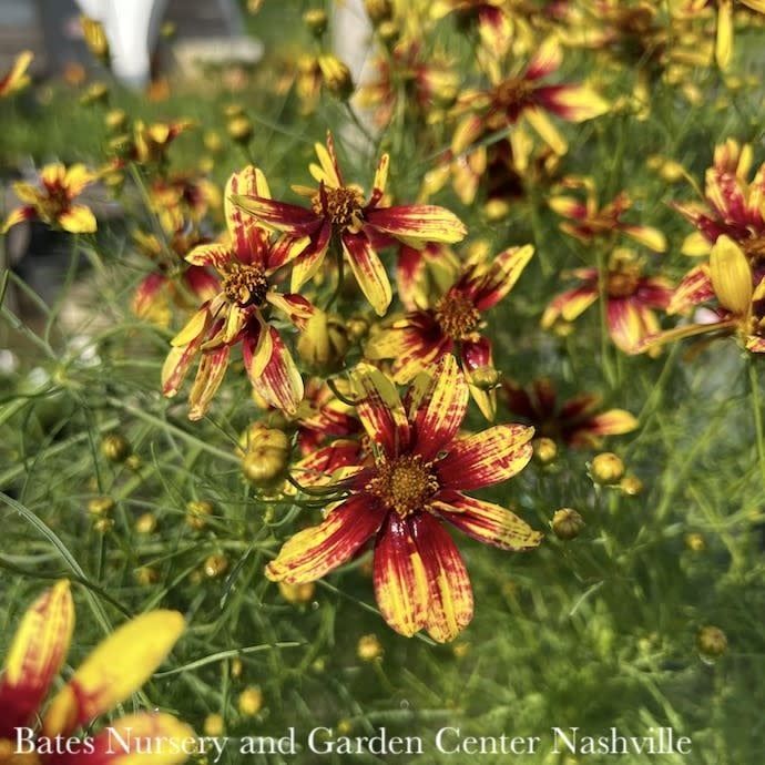 #1 Coreopsis vert Cruizin &#39;Route 66&#39;/ Yellow and Red Whorled Tickseed Native (TN)
