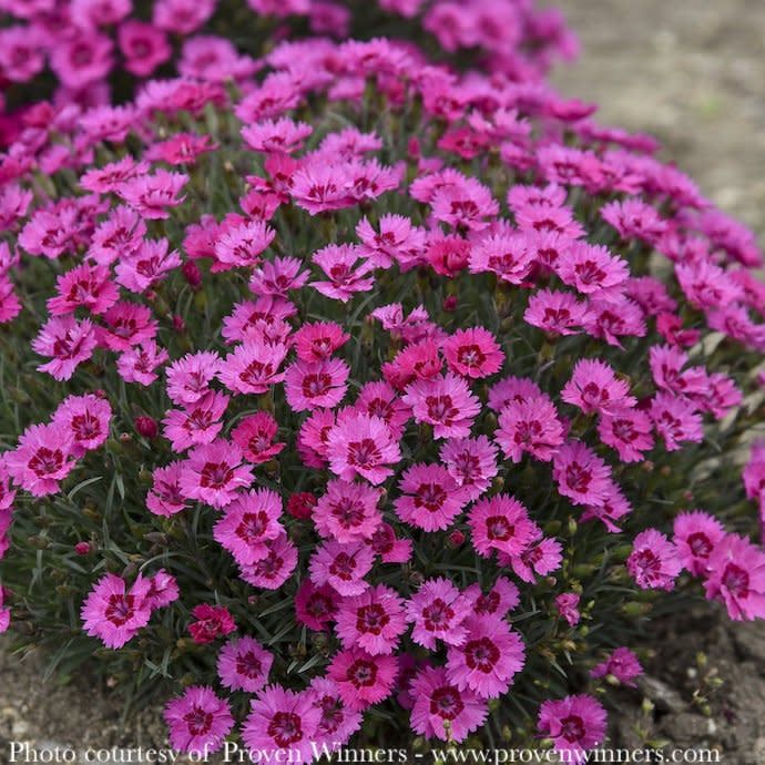#1 Dianthus x PW Paint the Town Fancy/ Pink