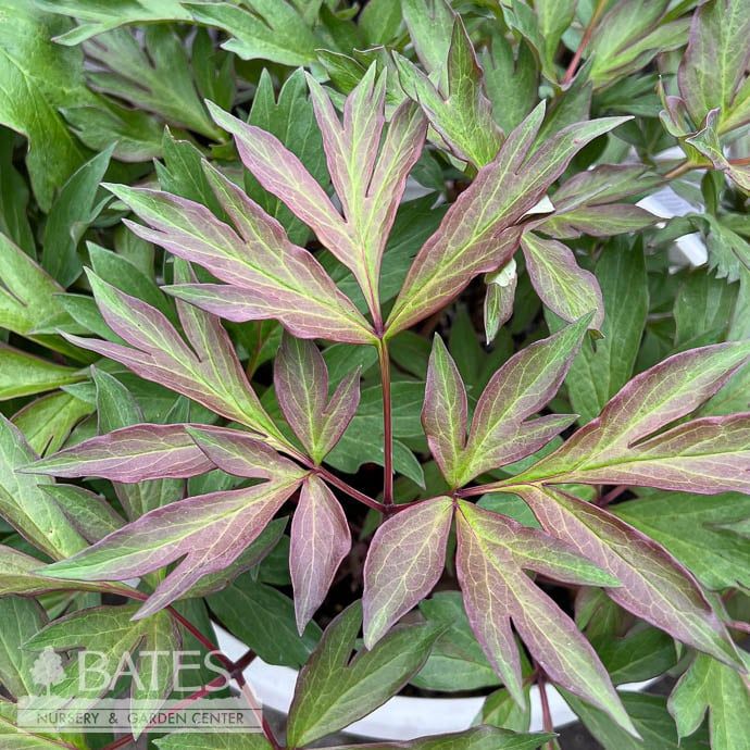 #2 Paeonia Yellow Waterlily/ Itoh Peony