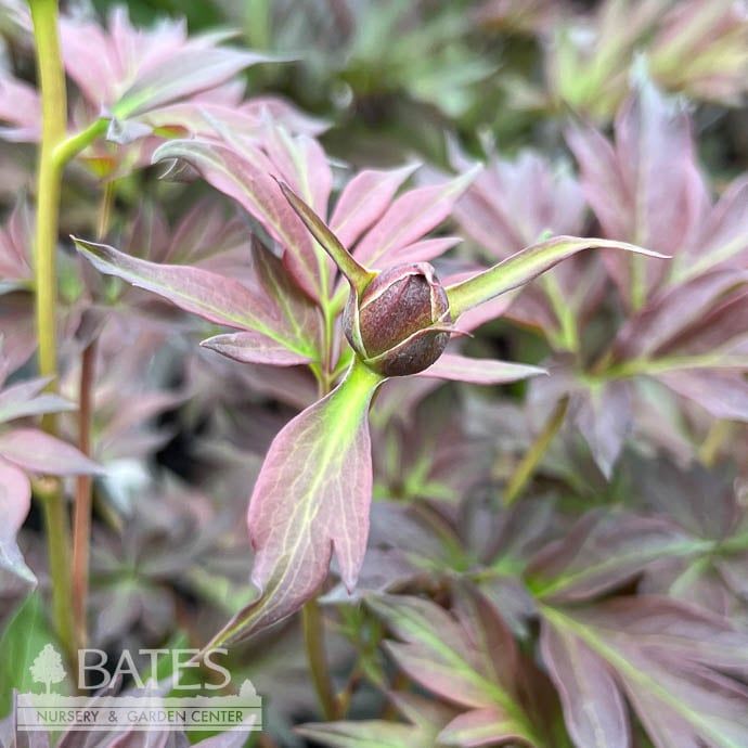 #2 Paeonia Pastel Splendor/ Pale Pink/Lavender Itoh Peony