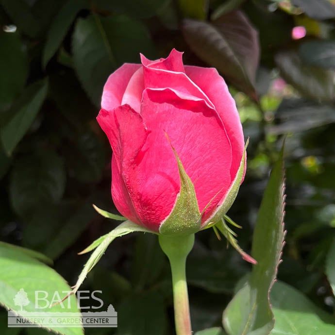 #3 Rosa First Prize/ Pink Hybrid Tea Rose - No Warranty