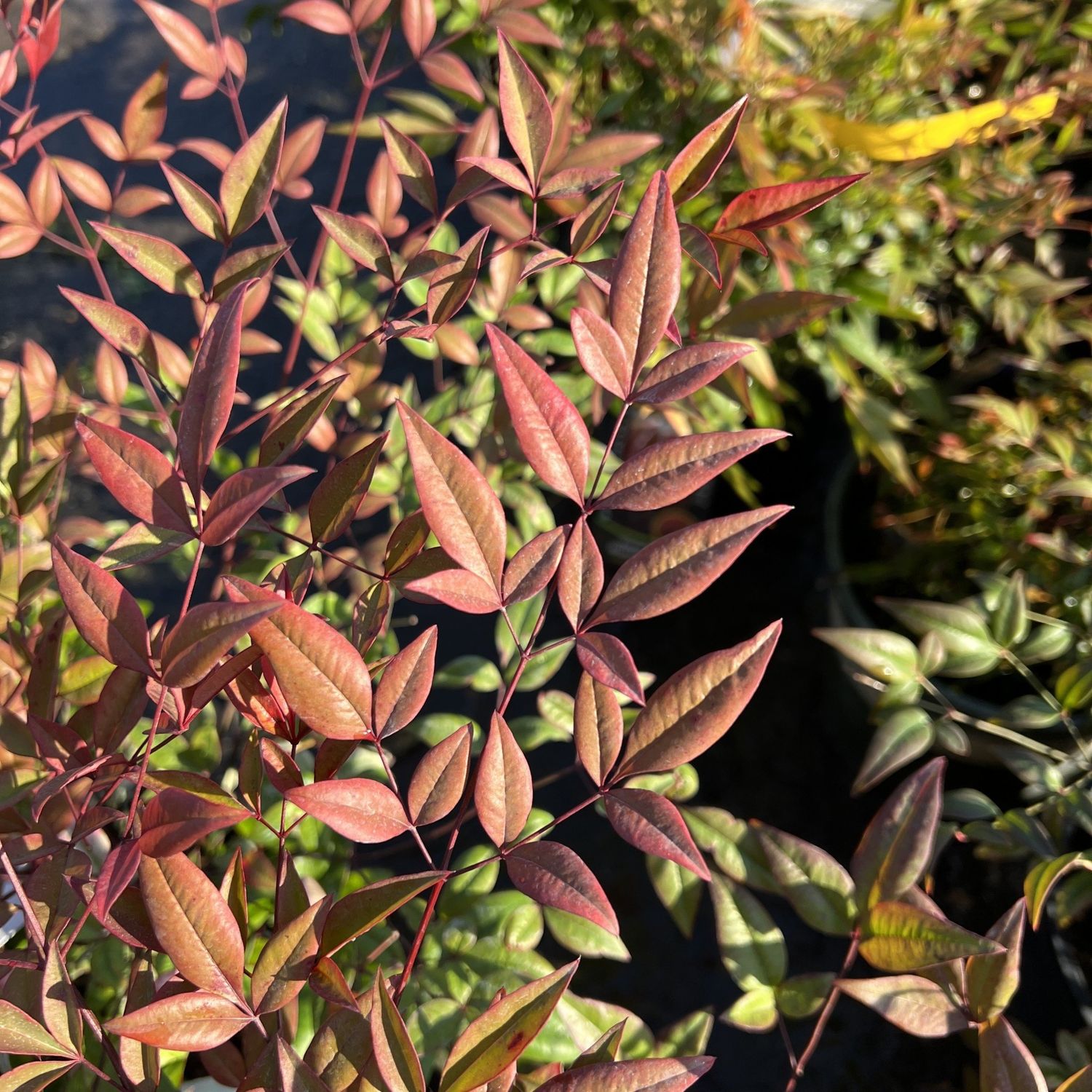 #2 Nandina dom Moyer&#39;s Red/ Heavenly Bamboo