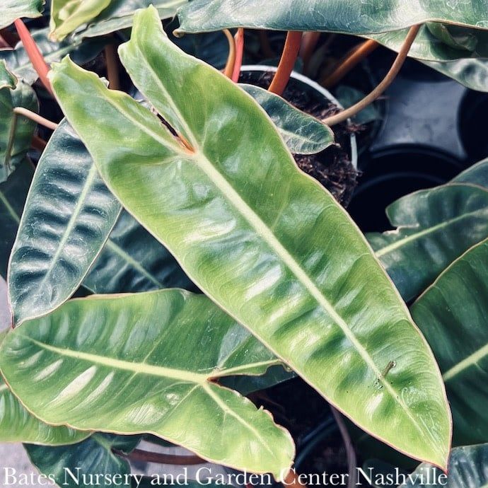4p! Philodendron Billietiae  /Tropical