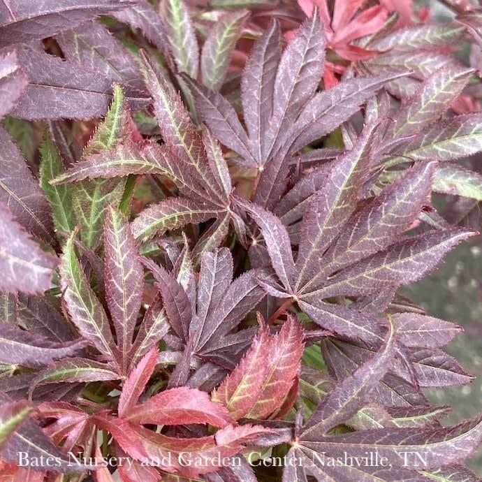 Topiary Patio Tree #5 Acer pal Shaina/ Red Upright Dwarf Japanese Maple