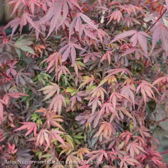 Topiary Patio Tree #5 Acer pal Shaina/ Red Upright Dwarf Japanese Maple