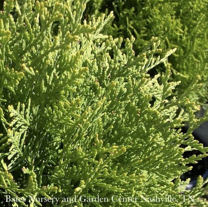 #5 Thuja occ FE Planet Earth/ Globe Arborvitae