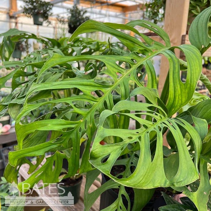 10p! Philodendron /Monstera Esqueleto /Split Leaf /Tropical