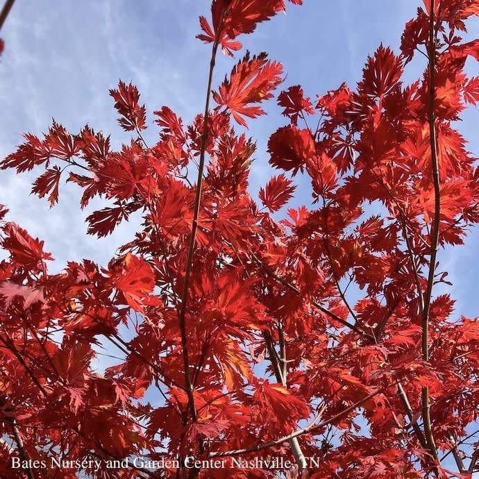 #10 Acer japonica Aconitifolium/ Fernleaf Fullmoon Maple