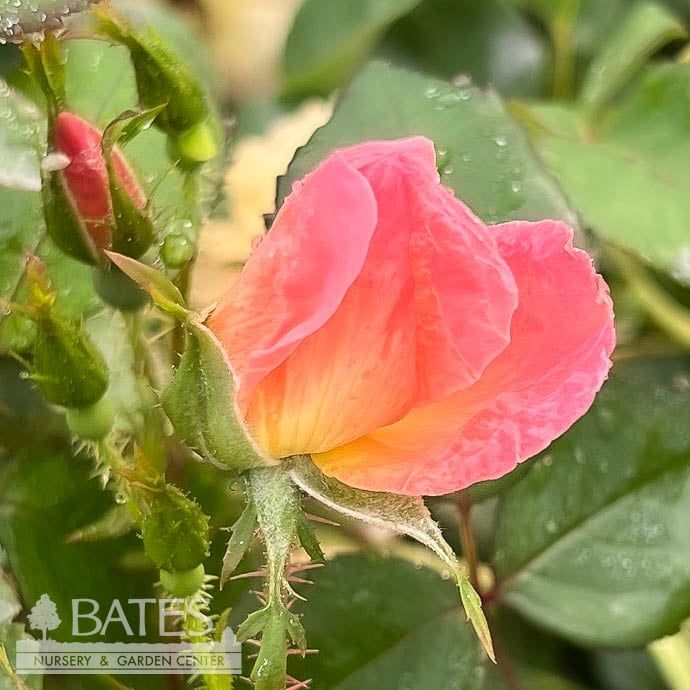 #2 Rosa Rainbow Knock Out/ Coral Shrub Rose - No Warranty
