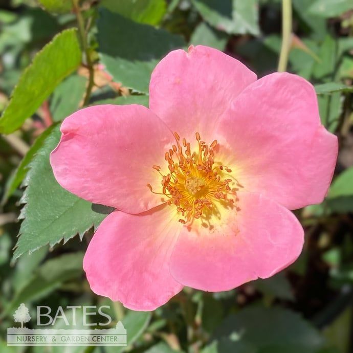 #2 Rosa Rainbow Knock Out/ Coral Shrub Rose - No Warranty