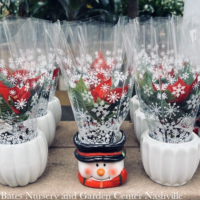 2p Poinsettia in Jolly Ole Snowman Pot