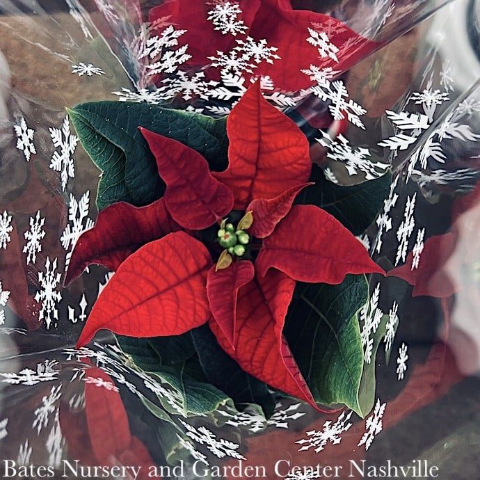 2p Poinsettia in Jolly Ole Snowman Pot