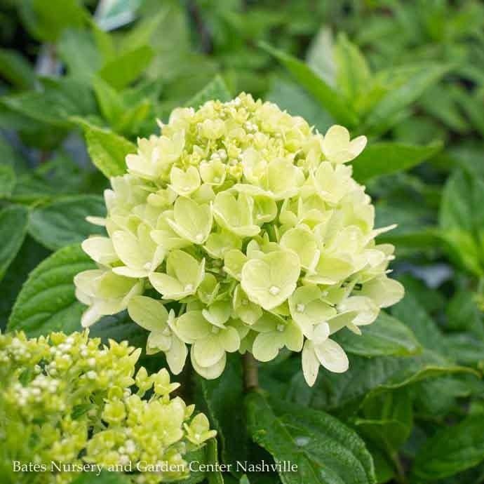 Topiary Patio Tree #7 3&#39; Hydrangea pan PW Little Lime/ White Panicle