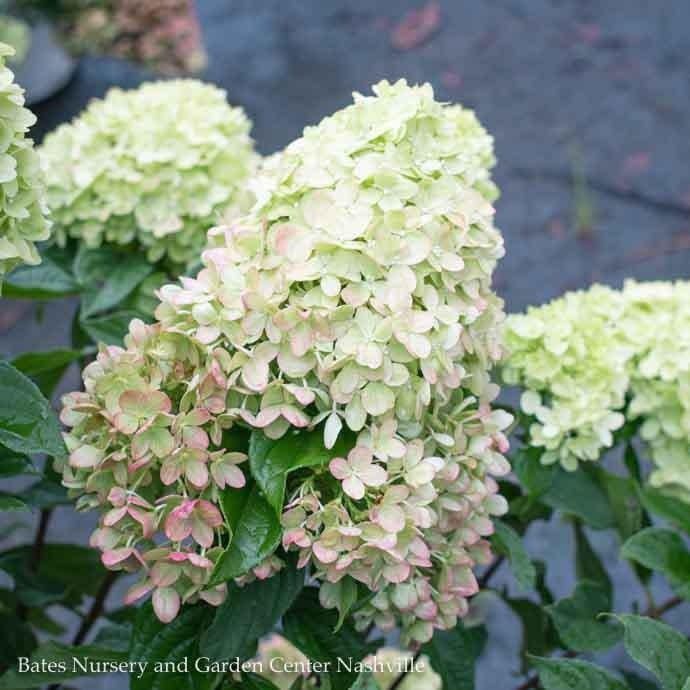 Topiary Patio Tree #7 3&#39; Hydrangea pan PW Little Lime/ White Panicle