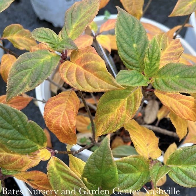 Topiary Patio Tree #7 3&#39; Hydrangea pan PW Little Lime/ White Panicle
