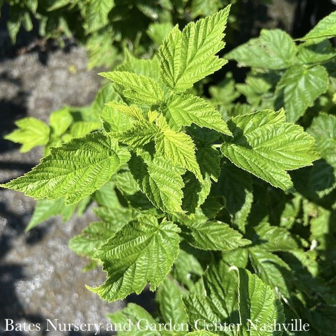 Edible #1 Rubus idaeus var strig Fall Gold/ Raspberry Native (TN)