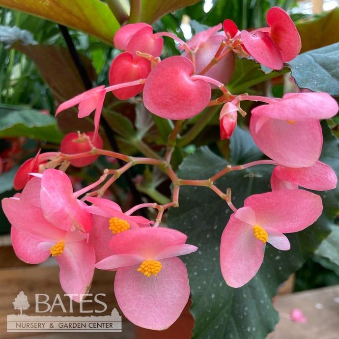 6p! Begonia Corallina /Angel Wing /Tropical