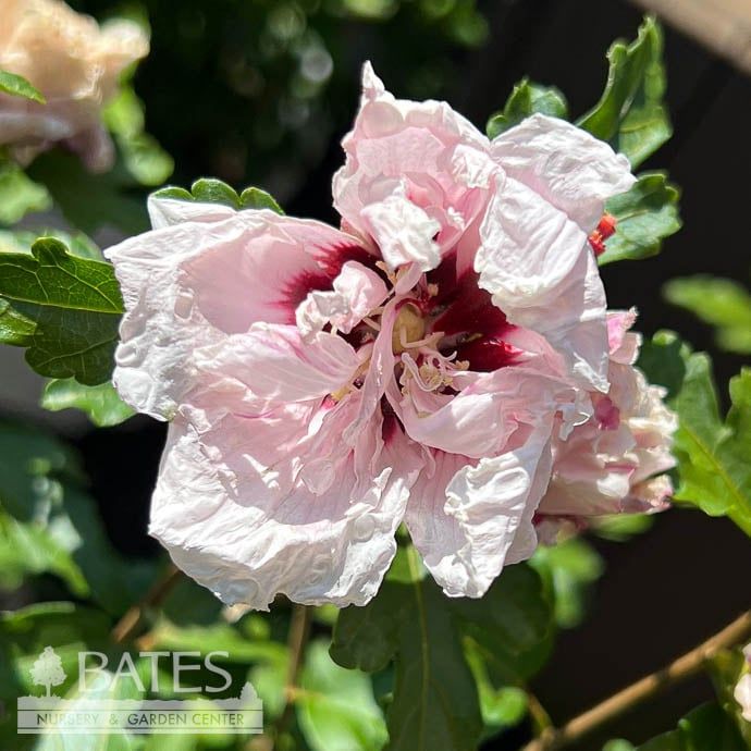 #3 Hibiscus syr Lady Bug/ Pink Semi-dwarf Rose Of Sharon/ Althea