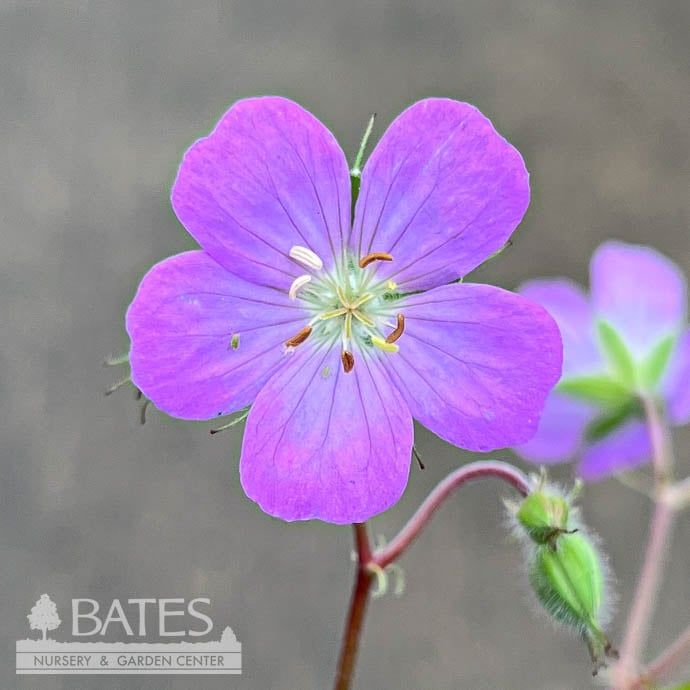 #1 Geranium maculatum NGN/ Spotted Wild Cranesbill Native (TN)