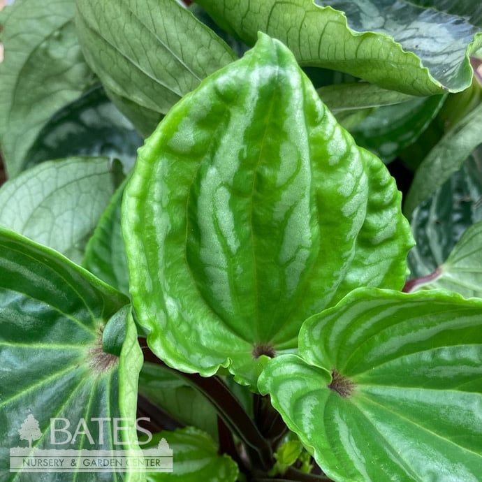 6p! Peperomia Ecuador /Tropical