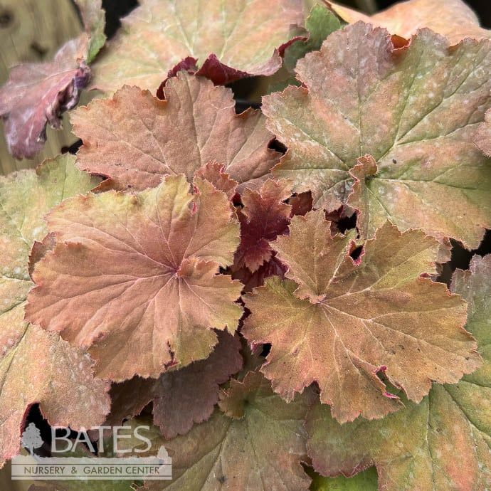 #1 Heuchera x Mega Caramel/ Coral Bells
