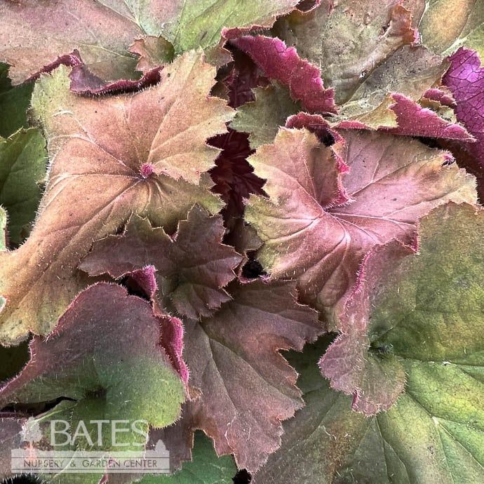 #1 Heuchera x Mega Caramel/ Coral Bells