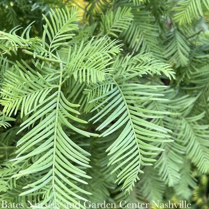 #7 Metasequoia glypto Amber Glow/ Dawn Redwood