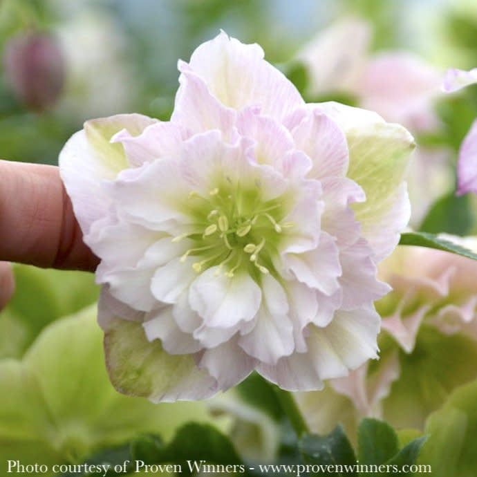 #1 Helleborus PW Wedding Party &#39;Flower Girl&#39;/ Lenten Rose