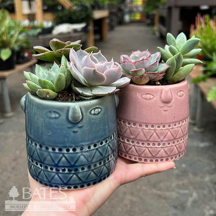 3.5P Eva Face Pot w/ succulents