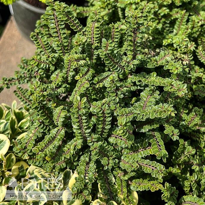 8p Ceramic Bonsai Starter Ulmus parv Hokkaido/ Dwarf Lacebark Chinese Elm - No Warranty