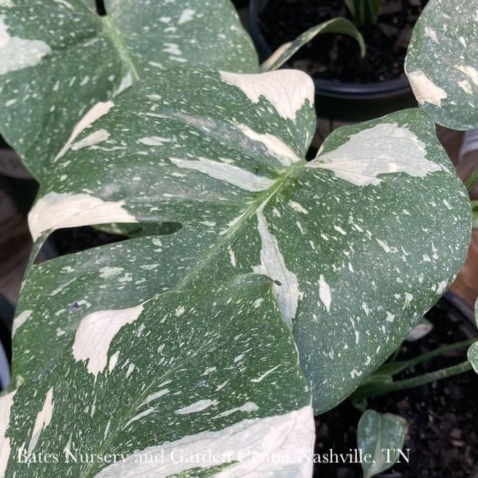 4p! Monstera Thai Constellation Variegated /Tropical - No Warranty