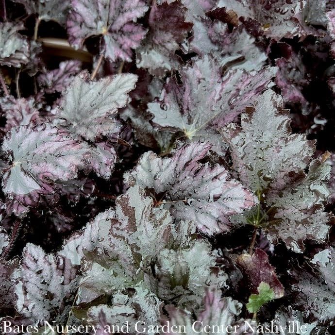 #1 Heuchera x Frosted Violet/ Coral Bells