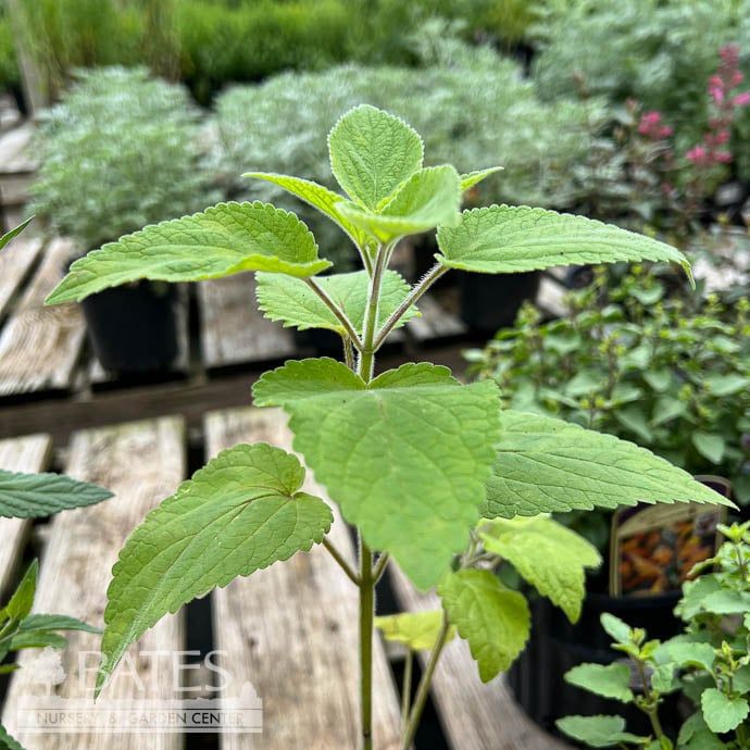 QP Agastache scrophulariifolia/ Purple Giant Hyssop Native (TN)
