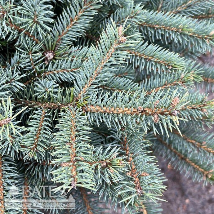 #6 Picea pun Lundeby&#39;s Dwarf/ Dwarf Blue Spruce
