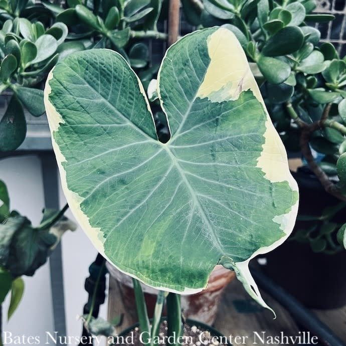 4p! Alocasia Mickey Mouse Variegated  /Tropical