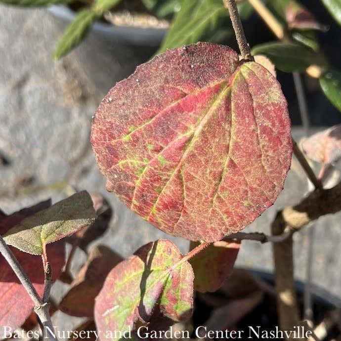 #7 Viburnum carl Sugar N&#39; Spice/ Korean Spice