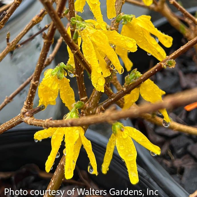 #3 Forsythia x intermedia Showy Border